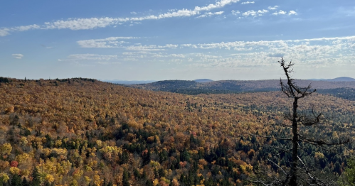 A panoramic view of a forested landscape in autumn, featuring vibrant orange and yellow foliage under a clear blue sky.