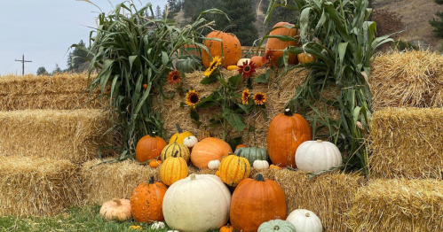 A colorful display of pumpkins and gourds surrounded by hay bales and sunflowers in a rustic outdoor setting.
