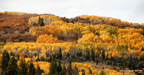 Vibrant autumn foliage covers rolling hills, showcasing shades of yellow, orange, and green among scattered trees.