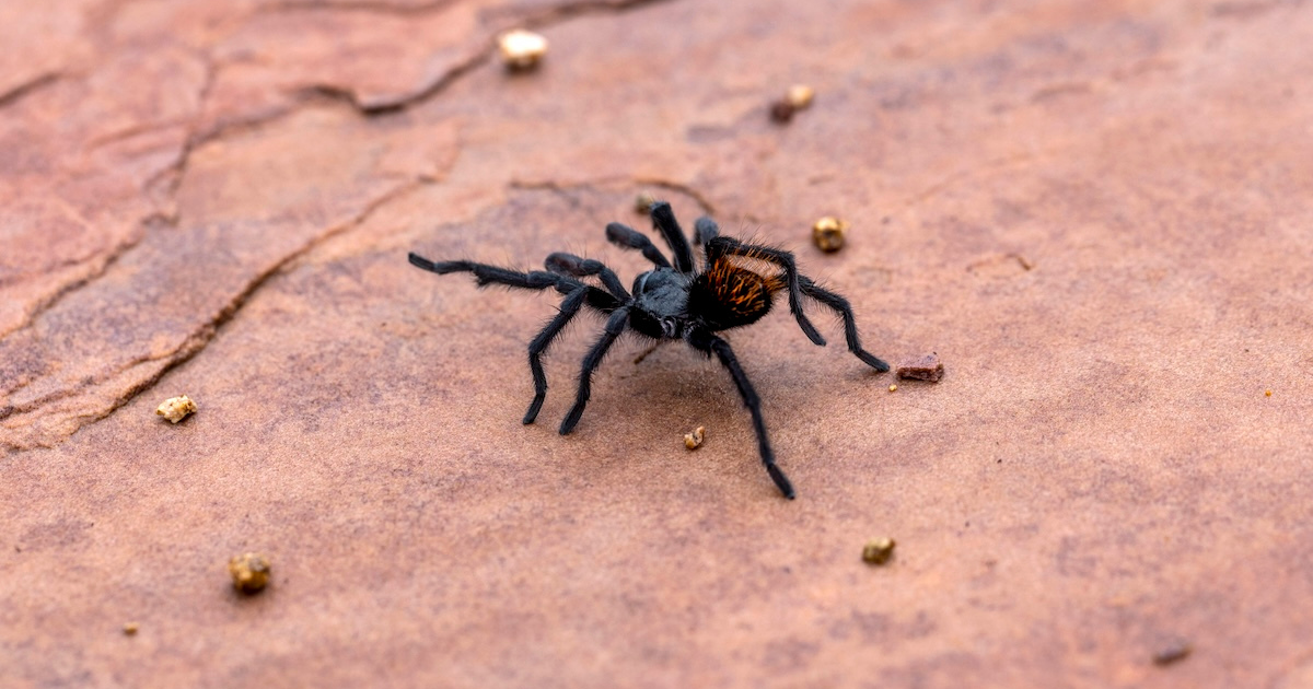 Be On The Lookout For These Creepy Creatures In Southern Utah Before