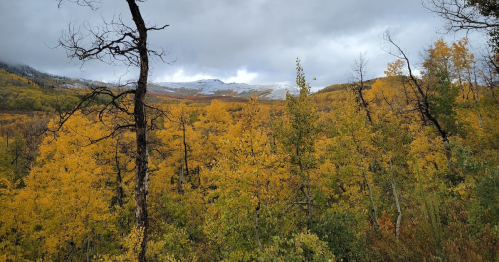A scenic view of a forest with vibrant yellow leaves, mountains in the background, and a cloudy sky.