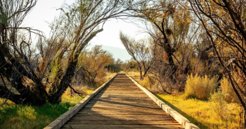 A wooden boardwalk leads through a serene landscape of trees and tall grass under a clear sky.