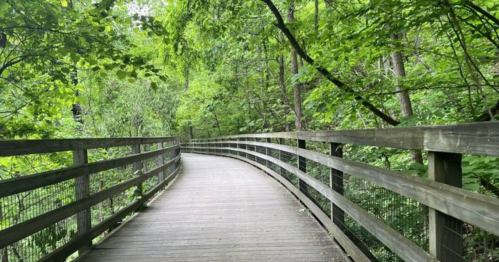 A winding wooden path through a lush green forest, surrounded by trees and foliage.
