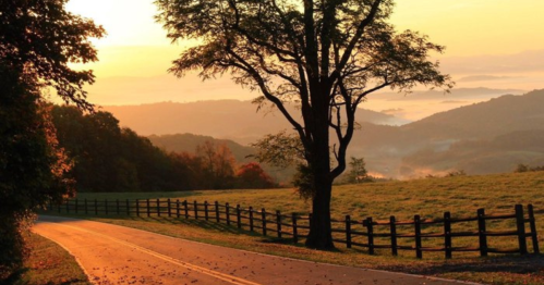 A serene landscape at sunrise, featuring a winding road, a tree, and rolling hills in the background.