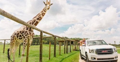 A giraffe leans over a fence next to a white SUV with people inside, set against a sunny, green landscape.