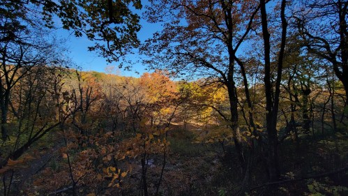 A serene forest scene with colorful autumn leaves and a clear blue sky.