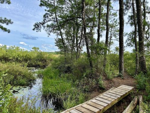 A wooden boardwalk leads through lush greenery and trees beside a calm stream under a blue sky.