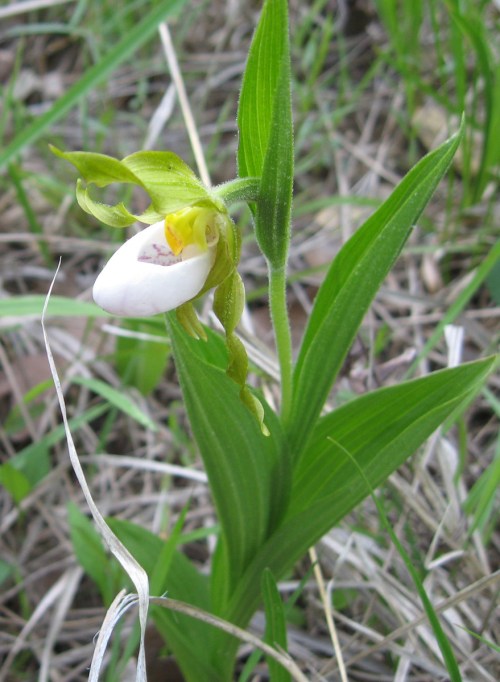 A close-up of a white and yellow orchid flower surrounded by green leaves and grass.