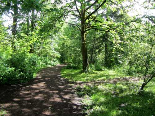 A sunlit forest path diverges into two trails surrounded by lush green trees and foliage.