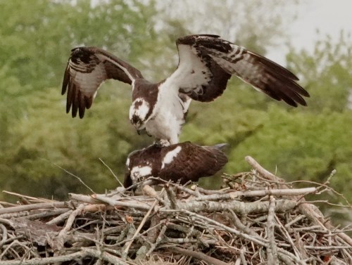 Two ospreys on a nest made of twigs, one is perched above the other, with greenery in the background.