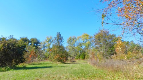 A clear blue sky over a grassy path surrounded by trees and autumn foliage.