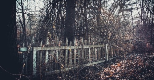A weathered wooden fence surrounded by overgrown trees and dry leaves, bathed in soft, natural light.