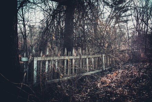 An overgrown, weathered wooden fence surrounded by trees and tangled branches in a dimly lit, abandoned area.