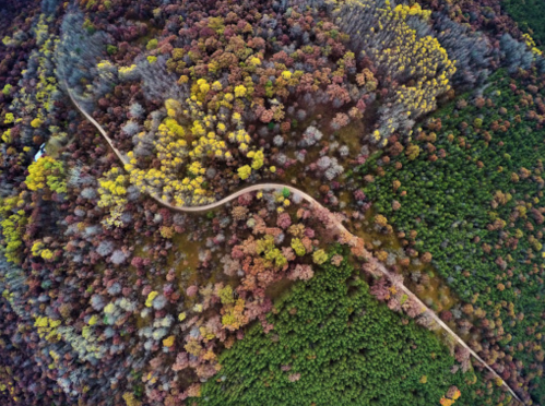 Aerial view of a winding path through a vibrant forest with trees in various autumn colors.