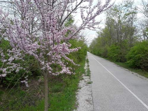 A tree with pink blossoms beside a paved path, surrounded by greenery and trees under a cloudy sky.