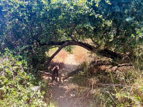 A dog walks along a dirt path under overhanging branches and lush greenery.
