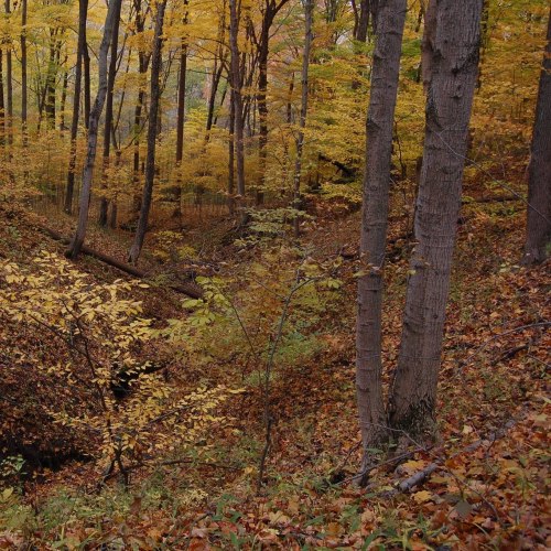 A serene forest scene with vibrant autumn foliage, featuring tall trees and a carpet of fallen leaves.