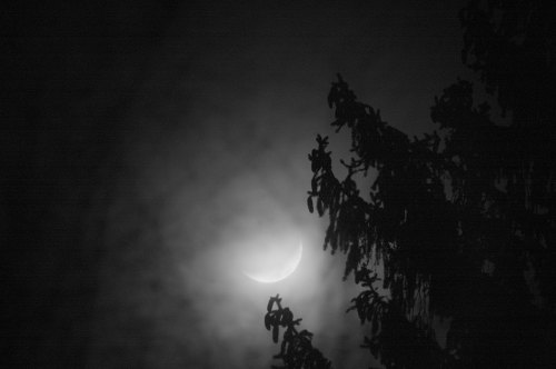 A crescent moon partially obscured by clouds, framed by dark tree silhouettes.