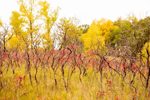A landscape of twisted, bare branches with hints of red and vibrant yellow trees in the background, signaling autumn.