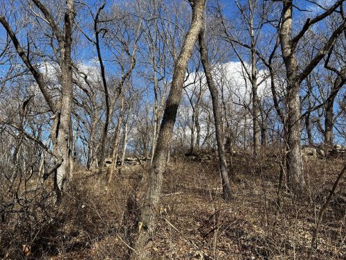 A wooded area with bare trees and a clear blue sky, featuring a hilly terrain and scattered dry foliage.
