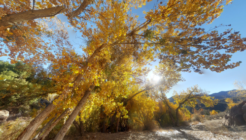 Golden autumn trees arching over a sunlit path, with vibrant yellow leaves against a clear blue sky.