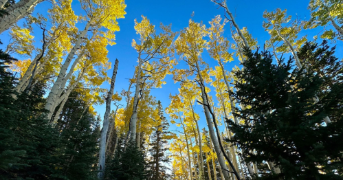Tall trees with vibrant yellow leaves against a clear blue sky, surrounded by dark green evergreens.