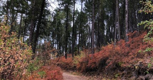 A winding dirt path through a forest with tall trees and autumn foliage in shades of orange and red.