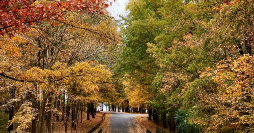 A serene pathway lined with trees in vibrant autumn colors, leading into a peaceful forest.