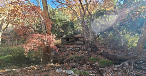 A rustic cabin nestled among colorful autumn trees by a stream in a serene forest setting.