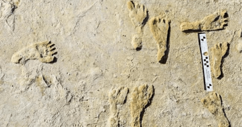 Fossilized footprints in a sandy surface, with a scale marker for reference.