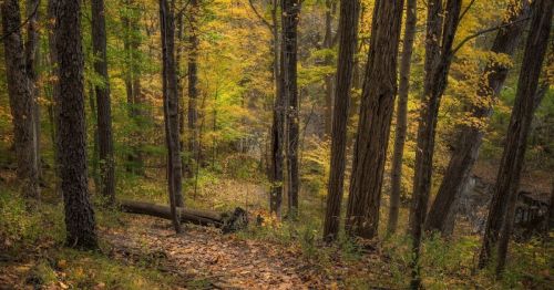 A serene forest scene with tall trees and vibrant autumn foliage, featuring fallen leaves on the ground.