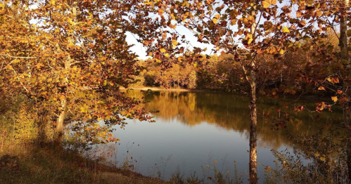 A serene pond surrounded by trees with autumn leaves, reflecting the colorful foliage in calm water.