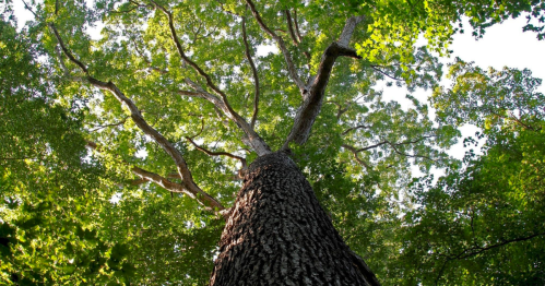 A tall tree viewed from below, showcasing its textured bark and lush green leaves against a bright sky.