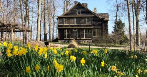 A historic wooden house surrounded by blooming yellow daffodils and trees on a clear day.