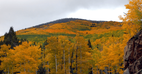 Vibrant autumn foliage covers a mountain, with golden and green trees under a cloudy sky.