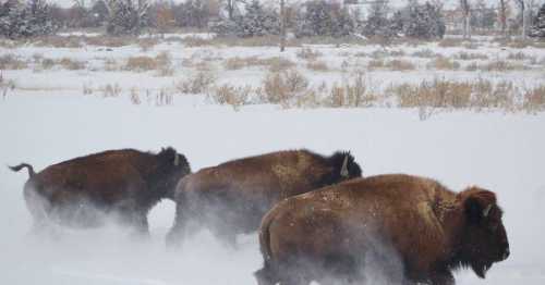 Three bison walking through a snowy landscape, with snow swirling around them and sparse vegetation in the background.