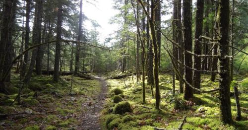 A serene forest path winding through lush greenery and moss-covered ground, with sunlight filtering through the trees.