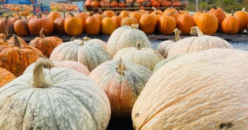 A variety of pumpkins in different colors and sizes displayed at a pumpkin patch.