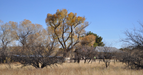 A serene landscape featuring a large tree with yellow leaves, surrounded by sparse bushes and a distant building under a clear sky.