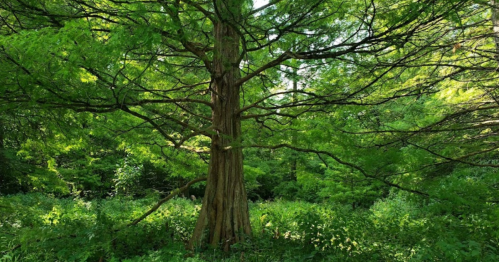 A tall tree with a thick trunk surrounded by lush green foliage and undergrowth in a vibrant forest setting.