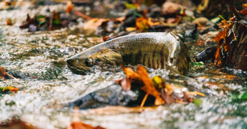 A fish swimming in a shallow stream surrounded by autumn leaves and rocks.