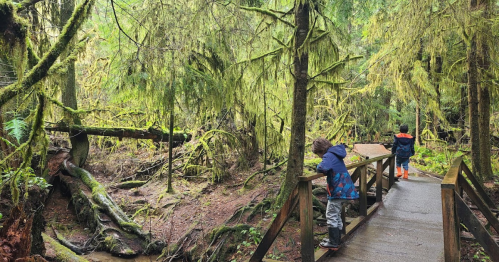 Two children explore a lush, green forest with moss-covered trees and a wooden walkway.