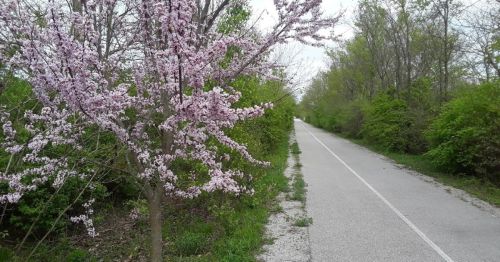 A tree with pink blossoms beside a paved path, surrounded by green foliage and a cloudy sky.