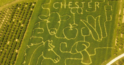 Aerial view of a corn maze featuring a cow, horse, apple, mushroom, and the word "CHESTER" carved into the crops.