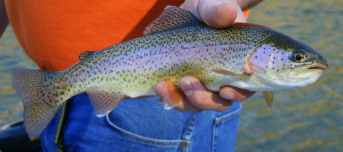 A person holds a colorful rainbow trout by the water, showcasing its vibrant scales and markings.