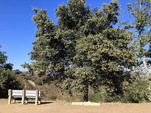 A bench under a large tree in a scenic outdoor area with clear blue skies and distant hills.