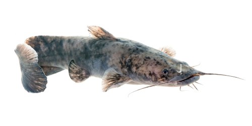 A close-up of a catfish with a long body, whisker-like barbels, and a mottled gray and brown pattern.
