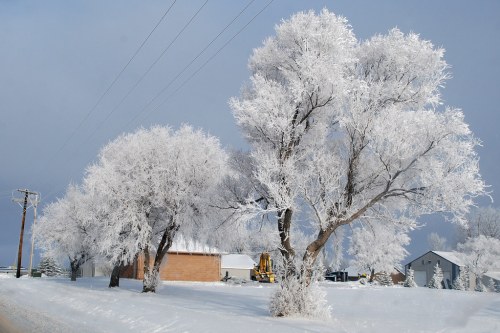 Frost-covered trees stand beside a snowy road, with a cloudy sky and buildings in the background.