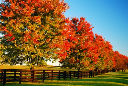 Vibrant autumn trees with red and orange leaves line a grassy field beside a wooden fence under a clear blue sky.