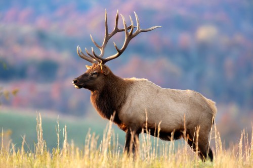 A majestic elk stands in a grassy field, showcasing its impressive antlers against a blurred autumn landscape.